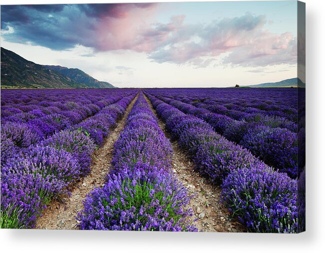 Lavender Acrylic Print featuring the photograph Lavender Field by Nicole Young