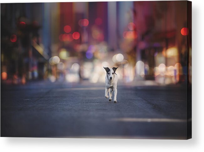 Animals Acrylic Print featuring the photograph Leaving Las Vegas... by Heike Willers