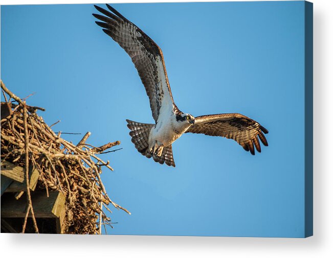 Nature Acrylic Print featuring the photograph Leaving The Nest by Cathy Kovarik