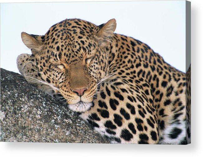 Kenya Acrylic Print featuring the photograph Leopard Panthera Pardus Asleep On Tree by Eastcott Momatiuk