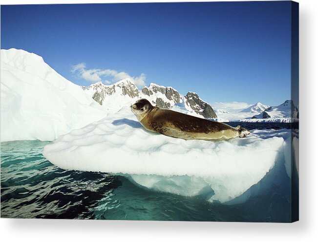 Extreme Terrain Acrylic Print featuring the photograph Leopard Seal Hydrurga Leptonyx On Ice by Eastcott Momatiuk