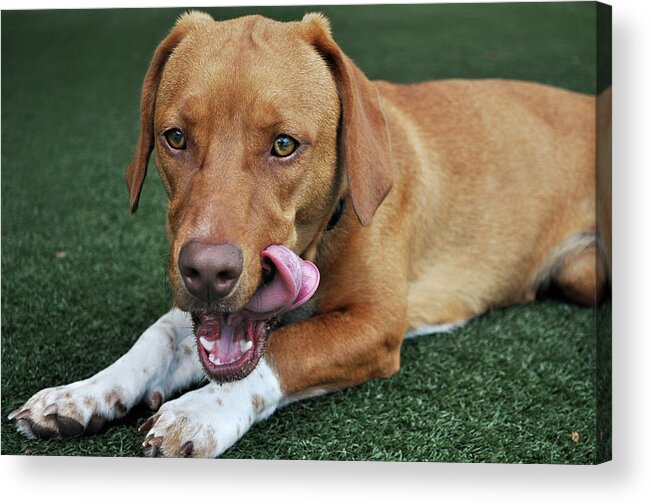 Pets Acrylic Print featuring the photograph Licking Lips by Hillary Kladke