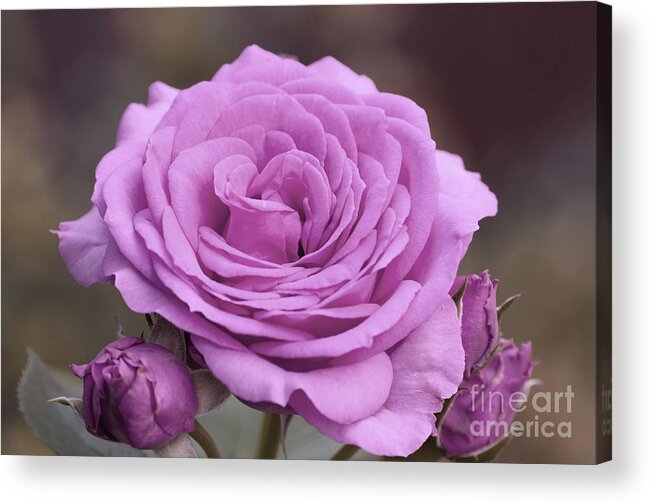 Color Acrylic Print featuring the photograph Light Lilac Pink Rose #1 #floral #art by Anitas and Bellas Art