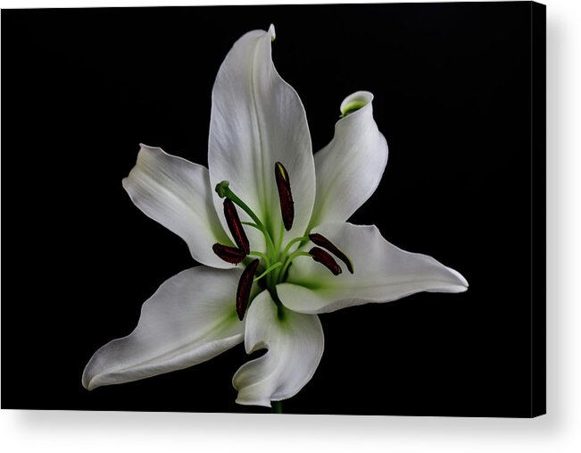 Flowers Acrylic Print featuring the photograph Lily 5791 by Pamela S Eaton-Ford