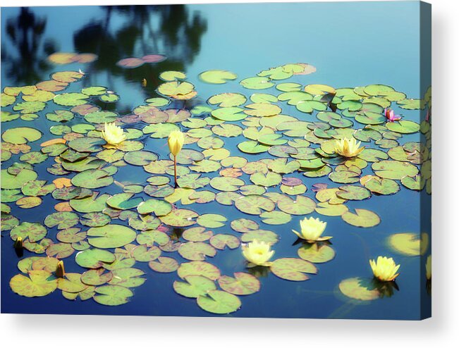 Lily Dreams On Acrylic Print featuring the photograph Lily Dreams On by Joseph S Giacalone