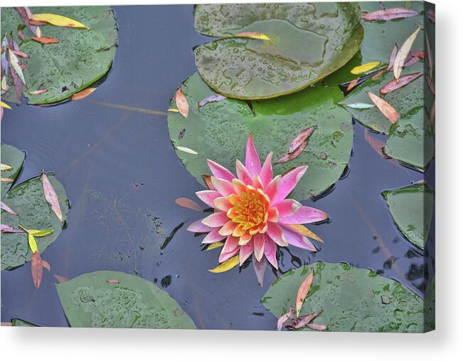 I Acrylic Print featuring the photograph Lily Pinks by Jamart Photography