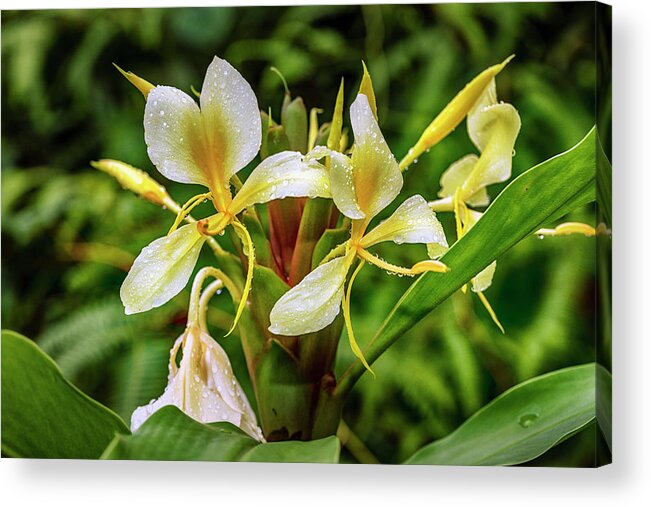 Estock Acrylic Print featuring the digital art Lily, Yunque Nat'l Forest, Pr by Claudia Uripos