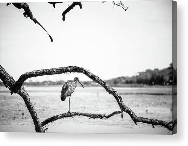 Nature Acrylic Print featuring the photograph Limpkin by Joe Leone