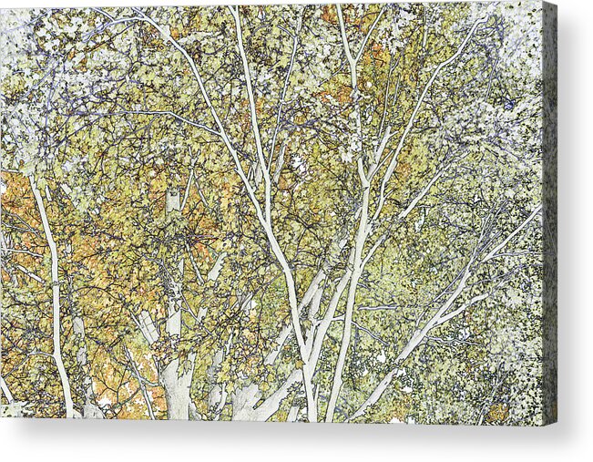 Outdoors Acrylic Print featuring the digital art Line Drawing Of Foliage, Leaves And by Michael Duva