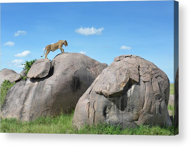 Grass Acrylic Print featuring the photograph Lion At Serengeti by Roevin