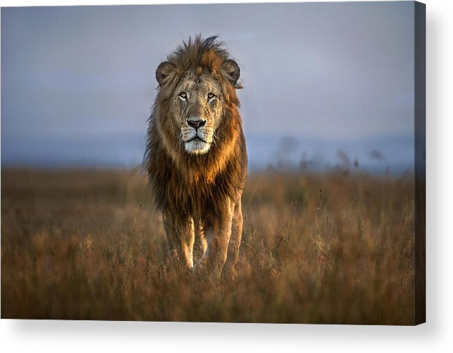 #faatoppicks Acrylic Print featuring the photograph Lion Close Up by Xavier Ortega