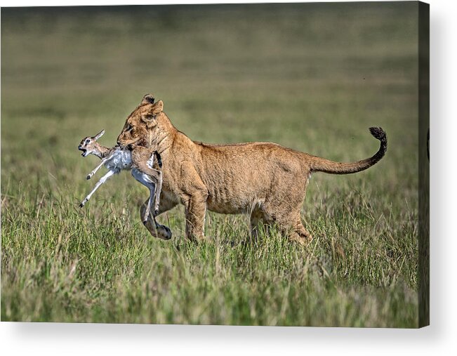 Lion Acrylic Print featuring the photograph Lion Cub With Gazelle by Xavier Ortega