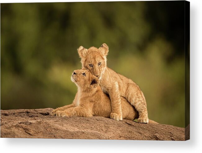Kenya Acrylic Print featuring the photograph Lion Cubs by Narasimhan