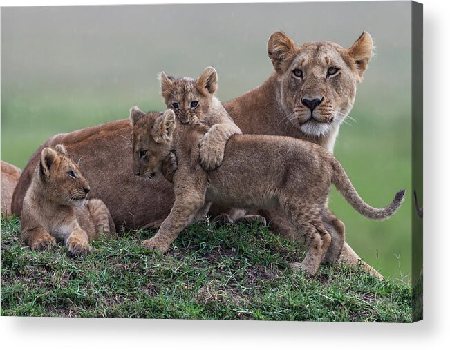 Kenya Acrylic Print featuring the photograph Lion Cubs Playing On Mound With Mother by Manoj Shah