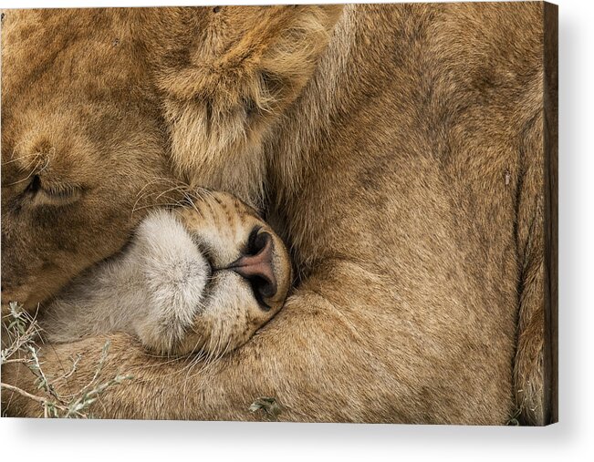 Lion Acrylic Print featuring the photograph Lion Love by Bahaadeen Al Qazwini