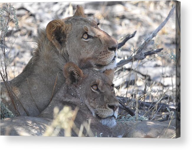 Lion Acrylic Print featuring the photograph Lion Pair by Ben Foster