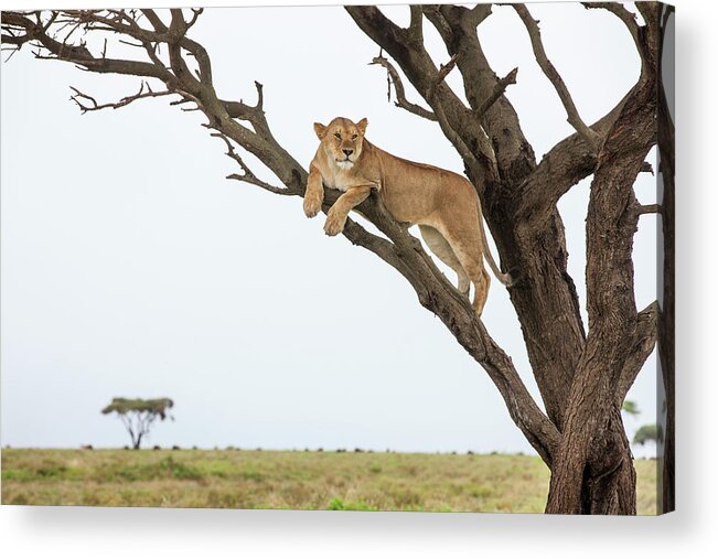 Grass Acrylic Print featuring the photograph Lioness In Tree, Ngorongoro, Tanzania by Paul Souders