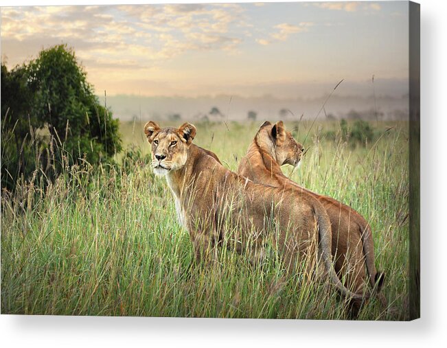 Tranquility Acrylic Print featuring the photograph Lionesses by David Lazar