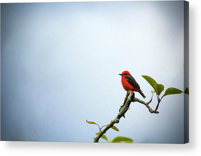 Animal Themes Acrylic Print featuring the photograph Little Bird by Víctor Vargas Altamirano