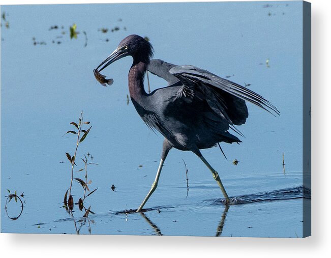 Little Blue Heron Acrylic Print featuring the photograph Little Blue Heron with Fish by Ken Stampfer