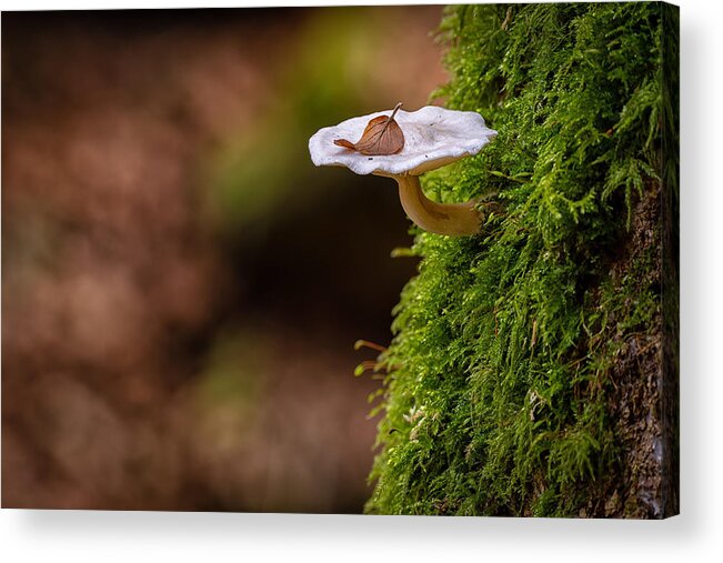 Macro
Mushroom
Fungus
Fall
Autum
Tree
Colours
Leave
No People
Photography
Nature
Close-up
Outdoors
Moss
Selective Focus
Plant Acrylic Print featuring the photograph Little Fungus In Autumn by Bjoern Alicke