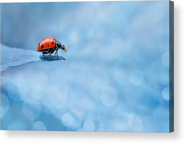 Ladybug Acrylic Print featuring the photograph Little Lady by Sophie Pan