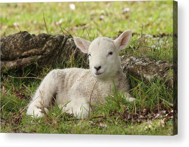 Animal Nose Acrylic Print featuring the photograph Little Lamb by Trimee