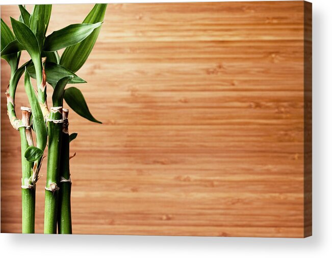 Bamboo Acrylic Print featuring the photograph Live Bamboo Plant And Bamboo Board by Jill Fromer