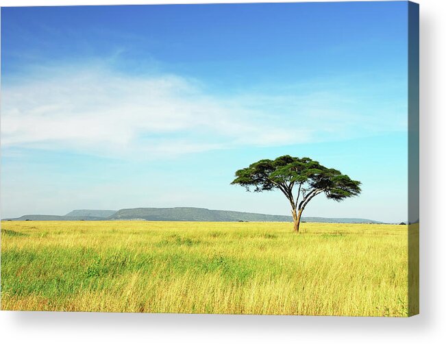 Scenics Acrylic Print featuring the photograph Lone Acacia Tree, Serengeti National by Raisbeckfoto