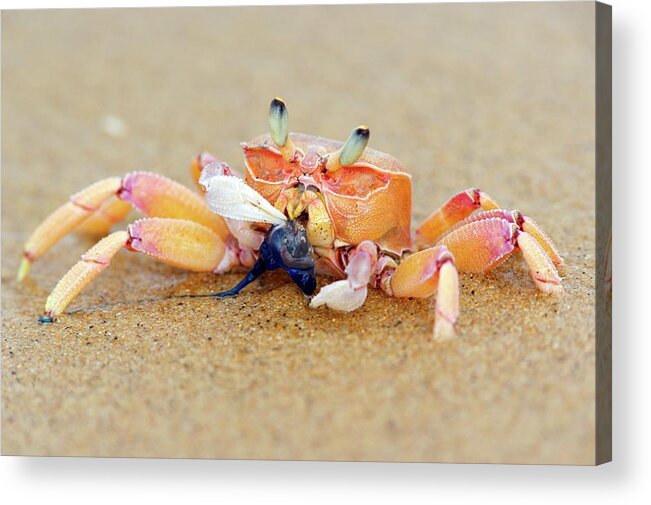Sodwana Bay Acrylic Print featuring the photograph Lone Ghost Crab Eating A Blue Bottle by Heinrich Van Den Berg
