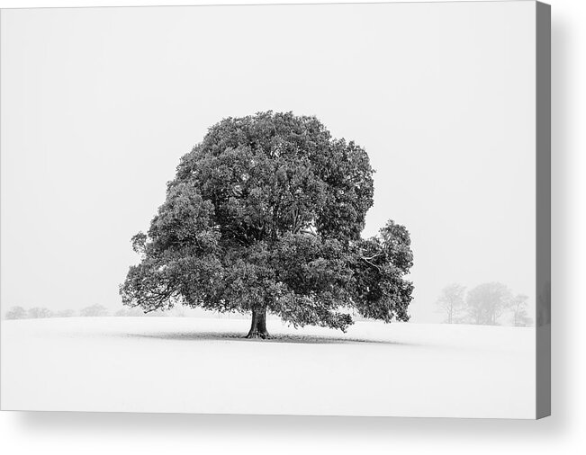 Scenics Acrylic Print featuring the photograph Lone Holm Oak Tree In Snow, Somerset, Uk by Nick Cable