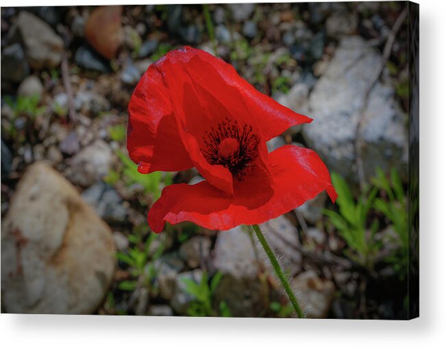Flower Acrylic Print featuring the photograph Lone Red Flower by Lora J Wilson