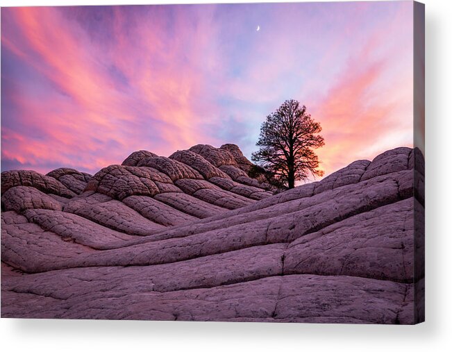 White Pocket Acrylic Print featuring the photograph Lone Tree at White Pocket by Wasatch Light