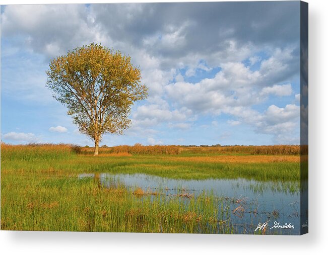 Autumn Acrylic Print featuring the photograph Lone Tree by a Wetland by Jeff Goulden