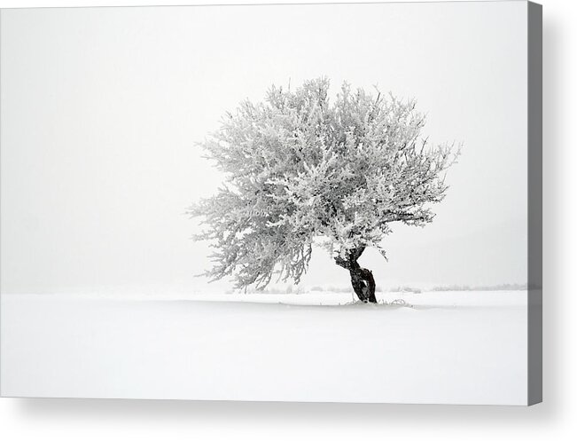 Scenics Acrylic Print featuring the photograph Lone Tree In Snow Covered Field by Mandarinetree