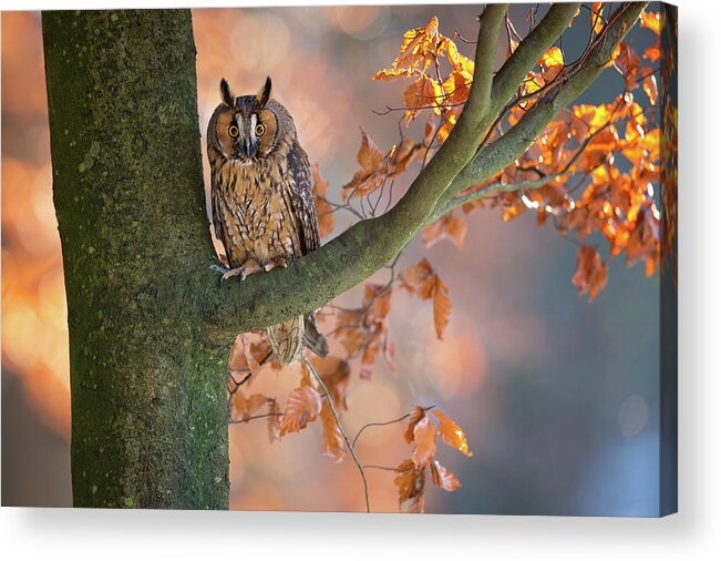 Owl Acrylic Print featuring the photograph Long-eared Owl by Milan Zygmunt