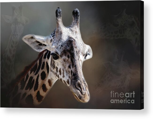 Looking Acrylic Print featuring the photograph Long Neck by Ed Taylor