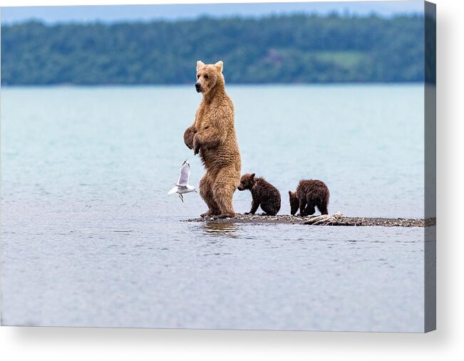 Bears Acrylic Print featuring the photograph Looking For Fish by Mike Centioli