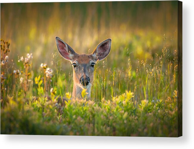 Deer Acrylic Print featuring the photograph Looking by Nick Kalathas