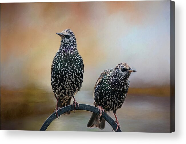 Birds Acrylic Print featuring the photograph Looking Out by Cathy Kovarik