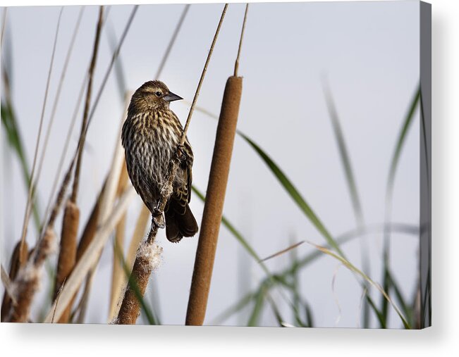Looking Over The Marsh Acrylic Print featuring the photograph Looking Over The Marsh -- Female Red-Winged Blackbird at Merced National Wildlife Refuge, California by Darin Volpe