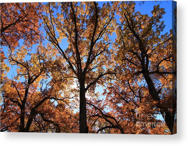 Fall Acrylic Print featuring the photograph Looking Up #8 by Rick Rauzi