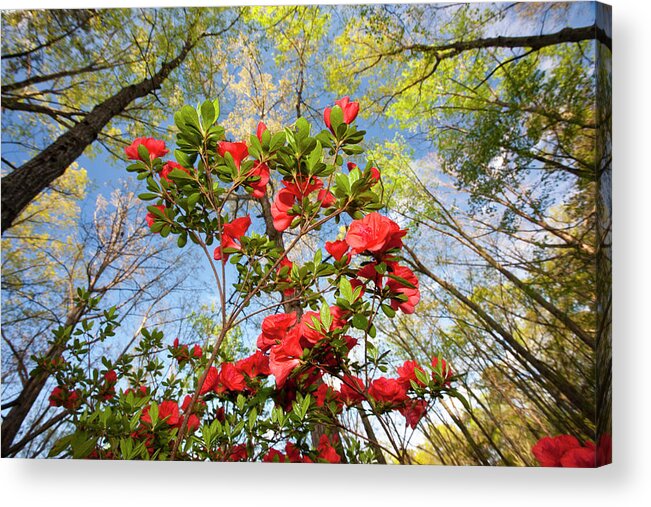 Scenics Acrylic Print featuring the photograph Looking Up With Forground Of An Azelea by Darrell Gulin