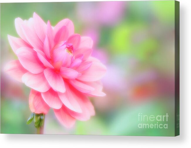 United States Acrylic Print featuring the photograph Lotus Dahlia (dahlia Sp.) by Maria Mosolova/science Photo Library
