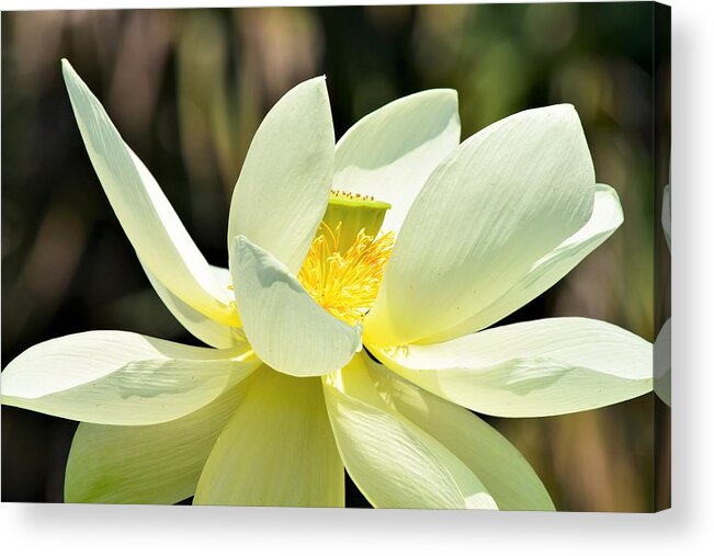 Lotus Acrylic Print featuring the photograph Lotus by Mary Ann Artz