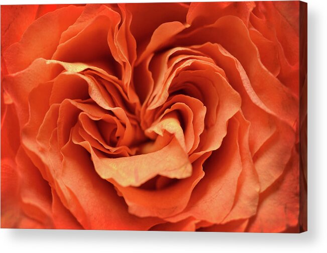 Orange Acrylic Print featuring the photograph Love in Motion by Michelle Wermuth