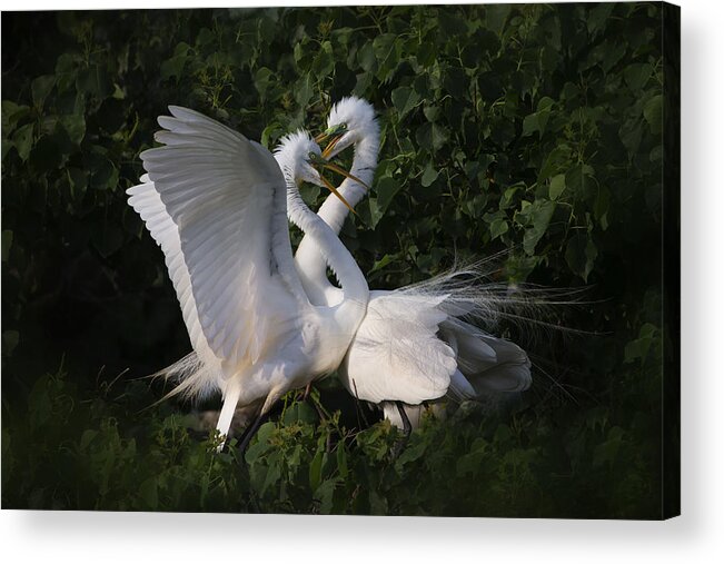 Bird Acrylic Print featuring the photograph Love Is In The Air! by Phillip Chang