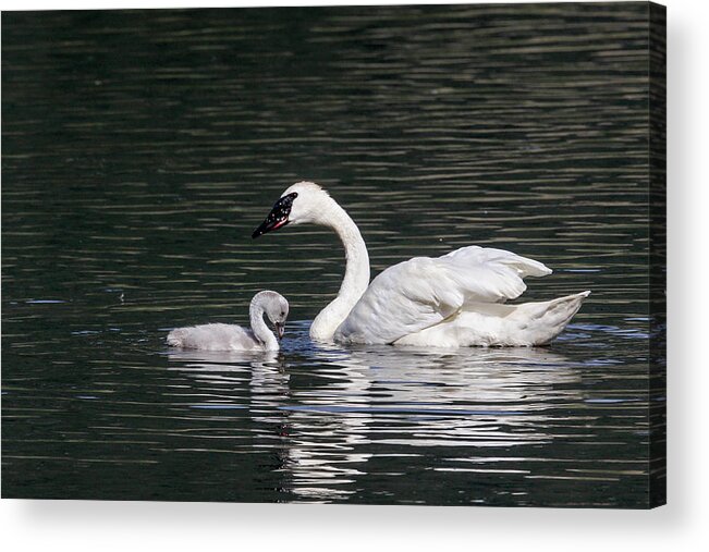 Swans Acrylic Print featuring the photograph Love my momma by Ronnie And Frances Howard