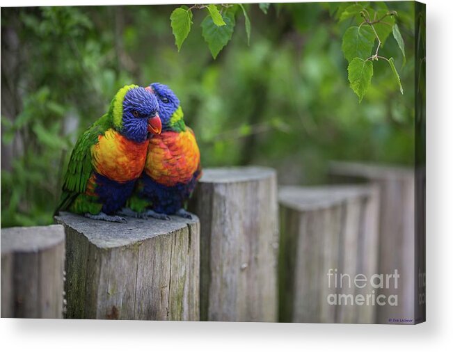 Parrot Acrylic Print featuring the photograph Lovers by Eva Lechner