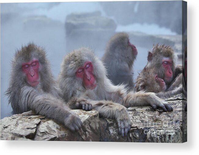 Snow Acrylic Print featuring the photograph Macaques In A Hot Spring At Jigokudani by Masashi Mochida